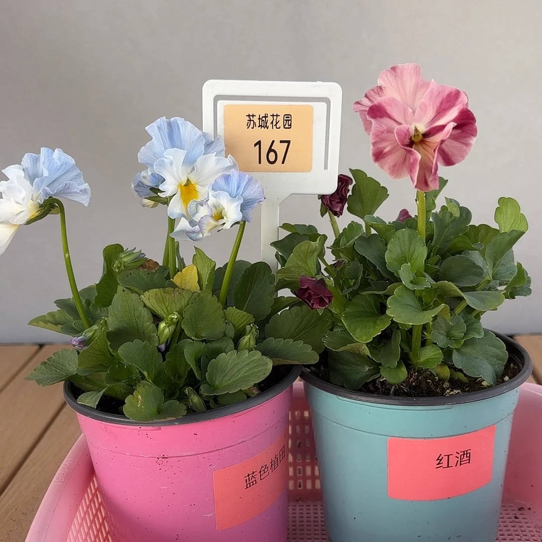 大部分开放少量花苞167