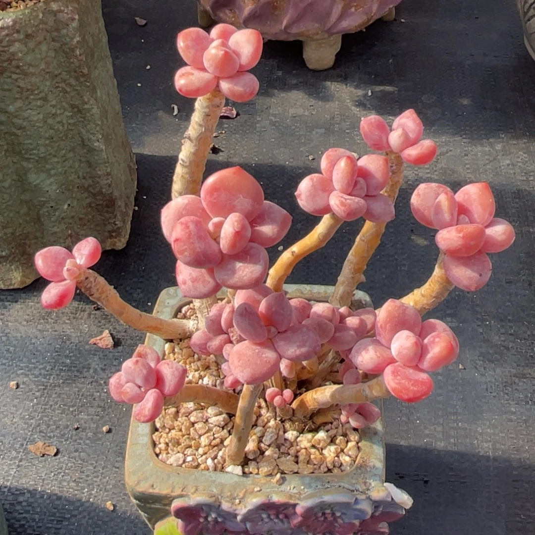 弥鹿之森多肉洛神