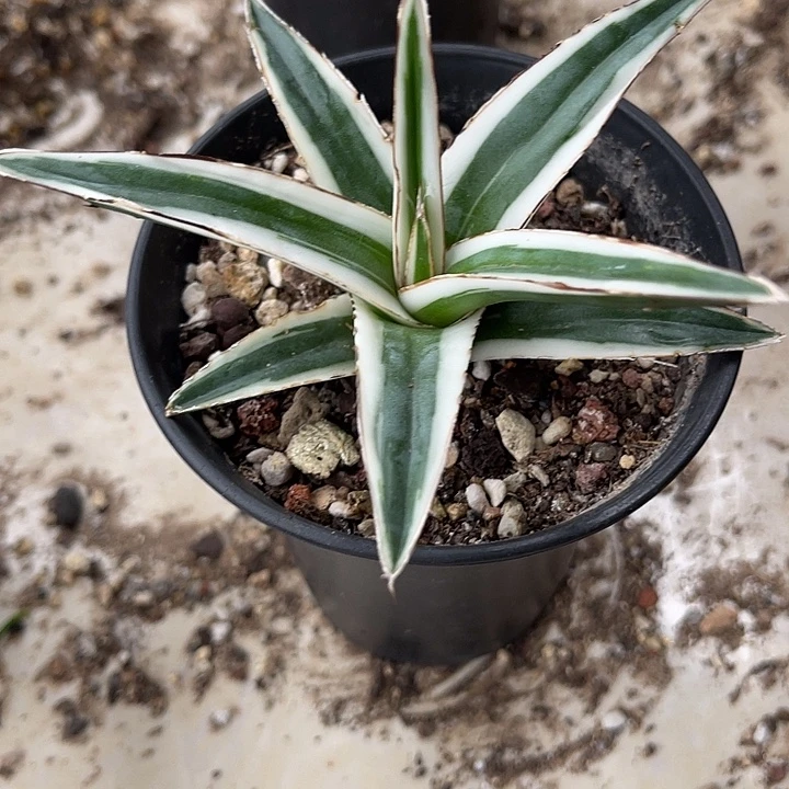 如***花无花朵丸叶冰山龙舌兰