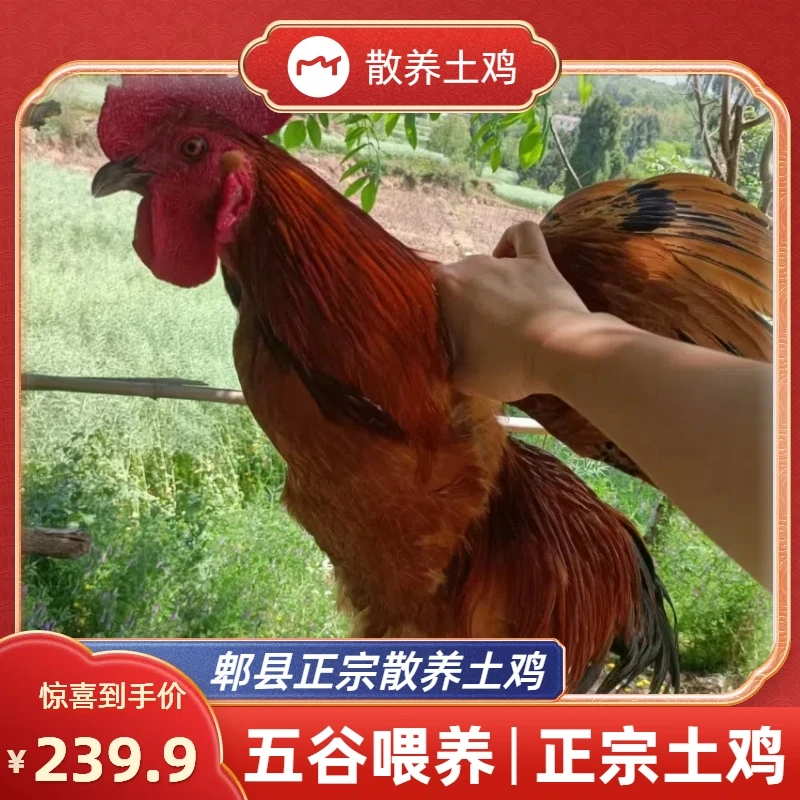 正宗四川郫县散养五谷喂养土公鸡冷链现宰直发