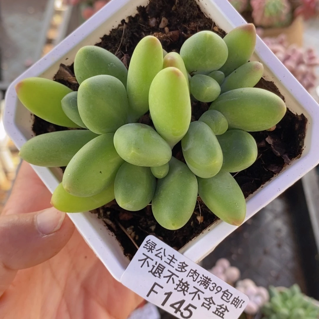 芒果kk奶7cm145多肉酱