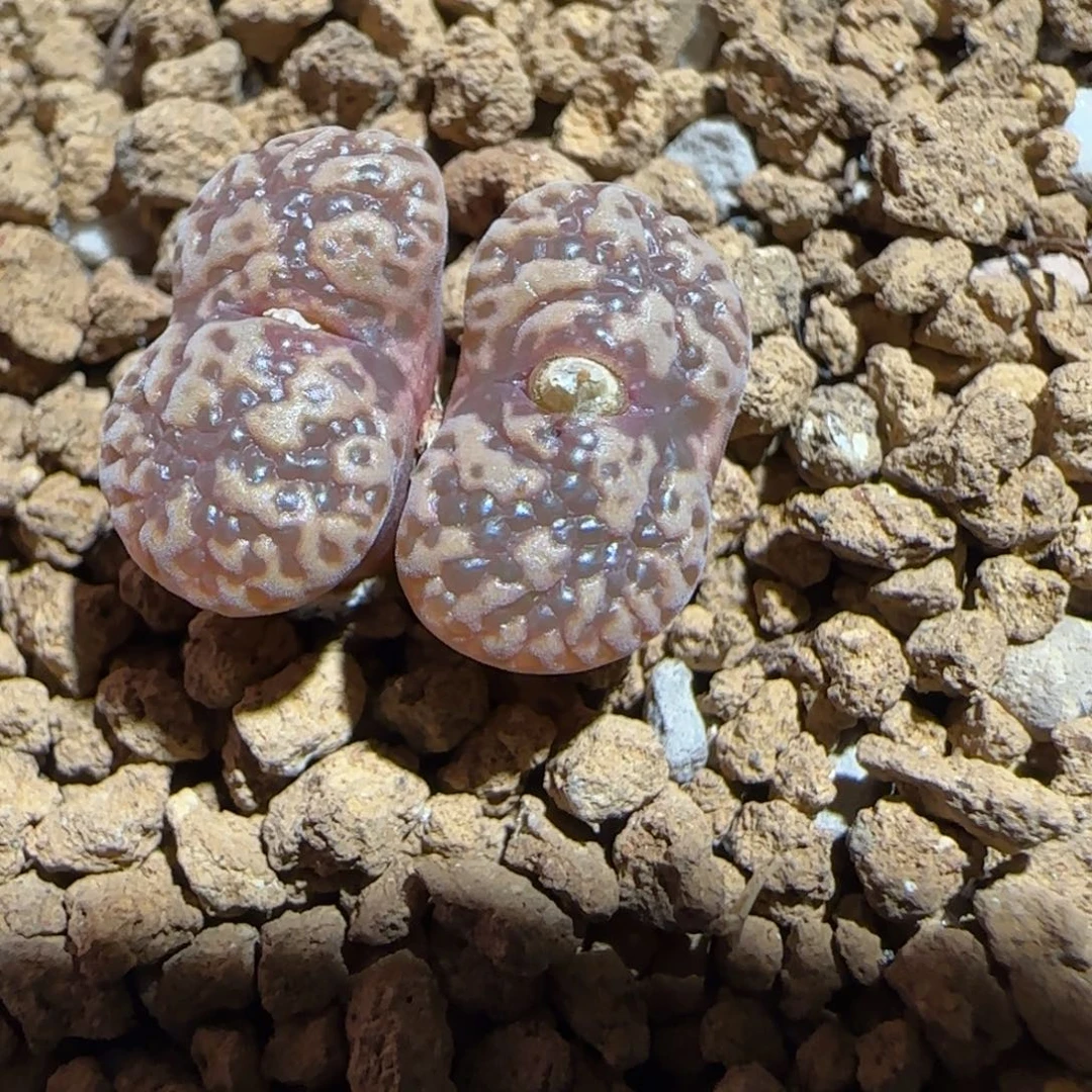 肉锥多肉植物组合-泡泡勋1076