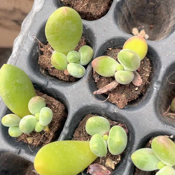 芒果奶随机发满18包邮发3颗
