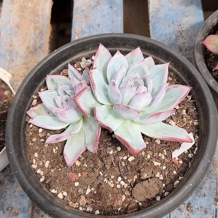 黑卡惊鸿一物一拍包装收缩花旱