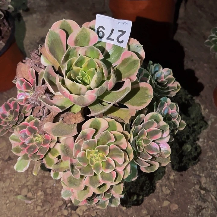 279女妖多肉植物不售后