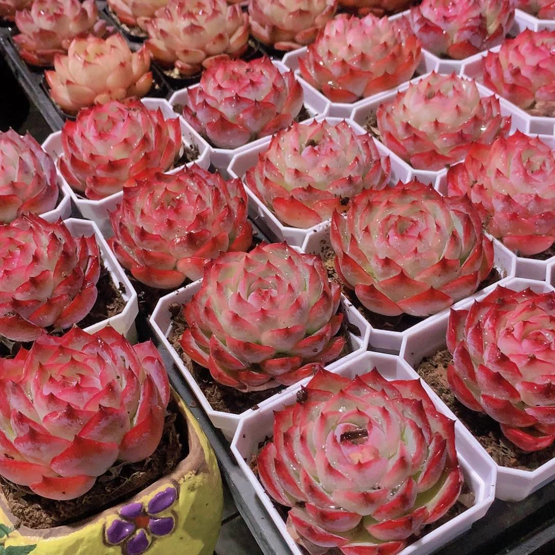 侧影2盆6445464646464