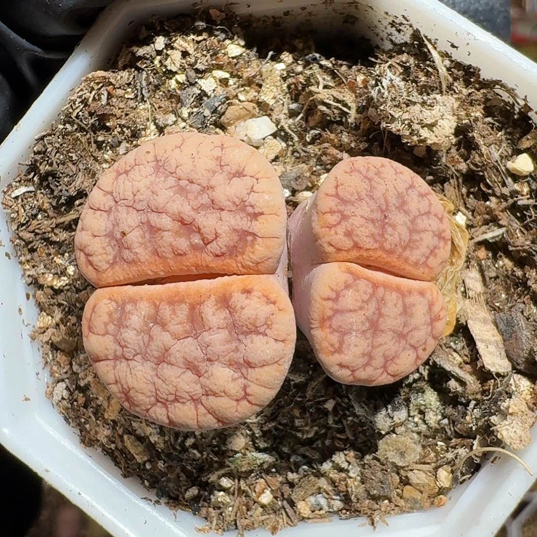 用****5生石花等111111。 用户宝。  111