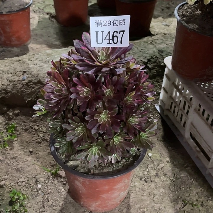 467繁星  多肉植物