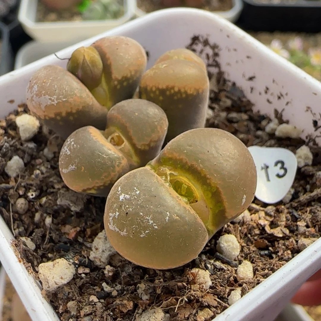 瑕疵翻窗多肉植物913