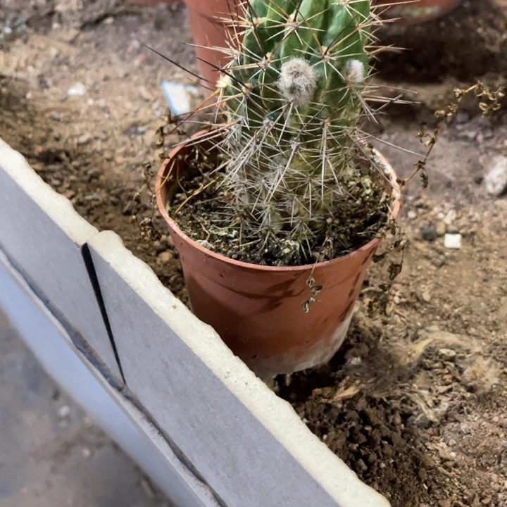 *****实生彩草摘花脱土