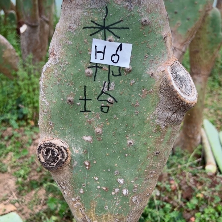 小*子H6米邦塔一颗70
