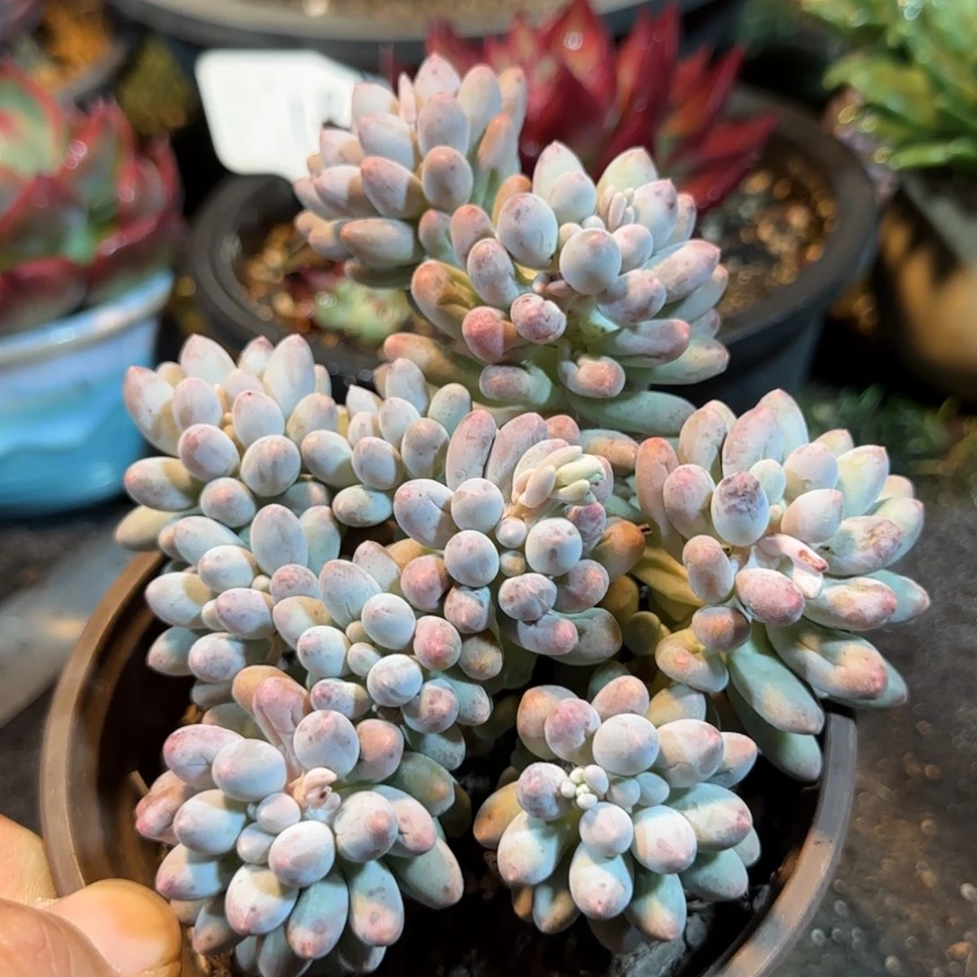 婴儿手指惊鸿一物一拍包装收缩花旱