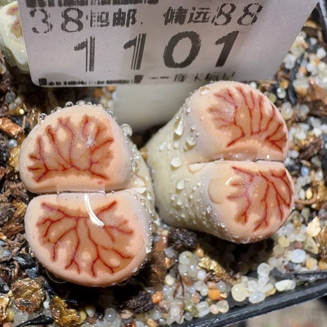 Zzzzz福利捡漏走起来1101