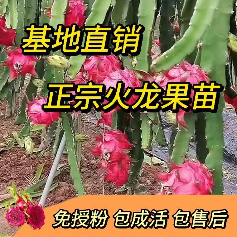 红肉火龙果树苗盆栽地栽阳台庭院免授粉易打理果苗水果盆栽