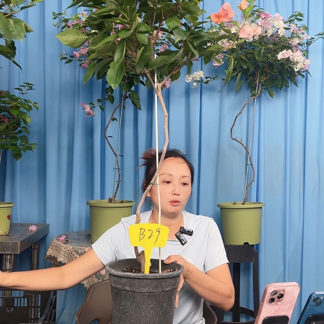 繁***点当前无花栽培后可以开花B29波妹