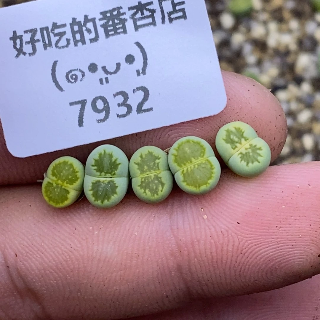 7932。绿菊。不大。。。。。。。