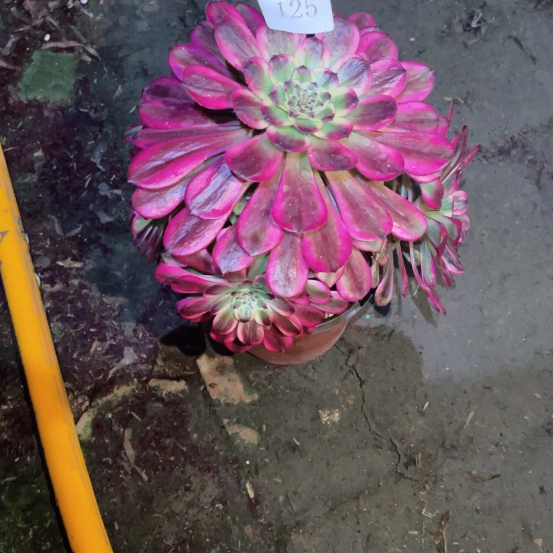 多肉植物舞125天姬