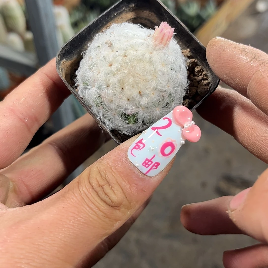 单头实生白星单头发货有根