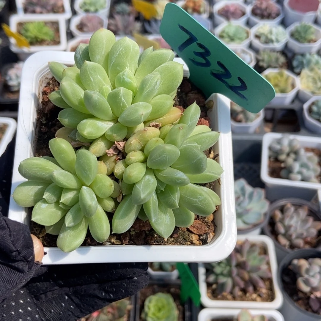 7322百搭翡翠多肉植物保护