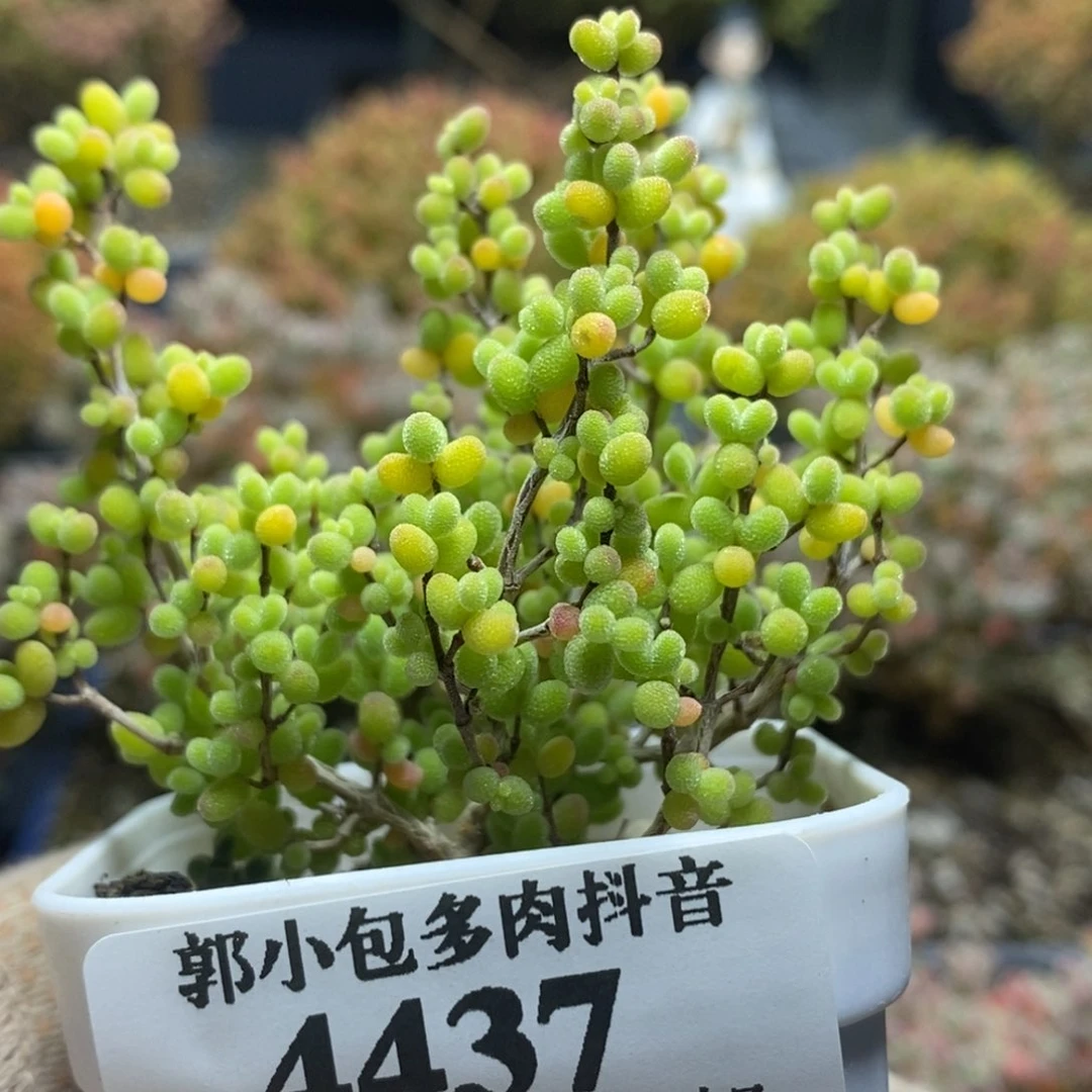 蜜橘糖球4437枝干番杏