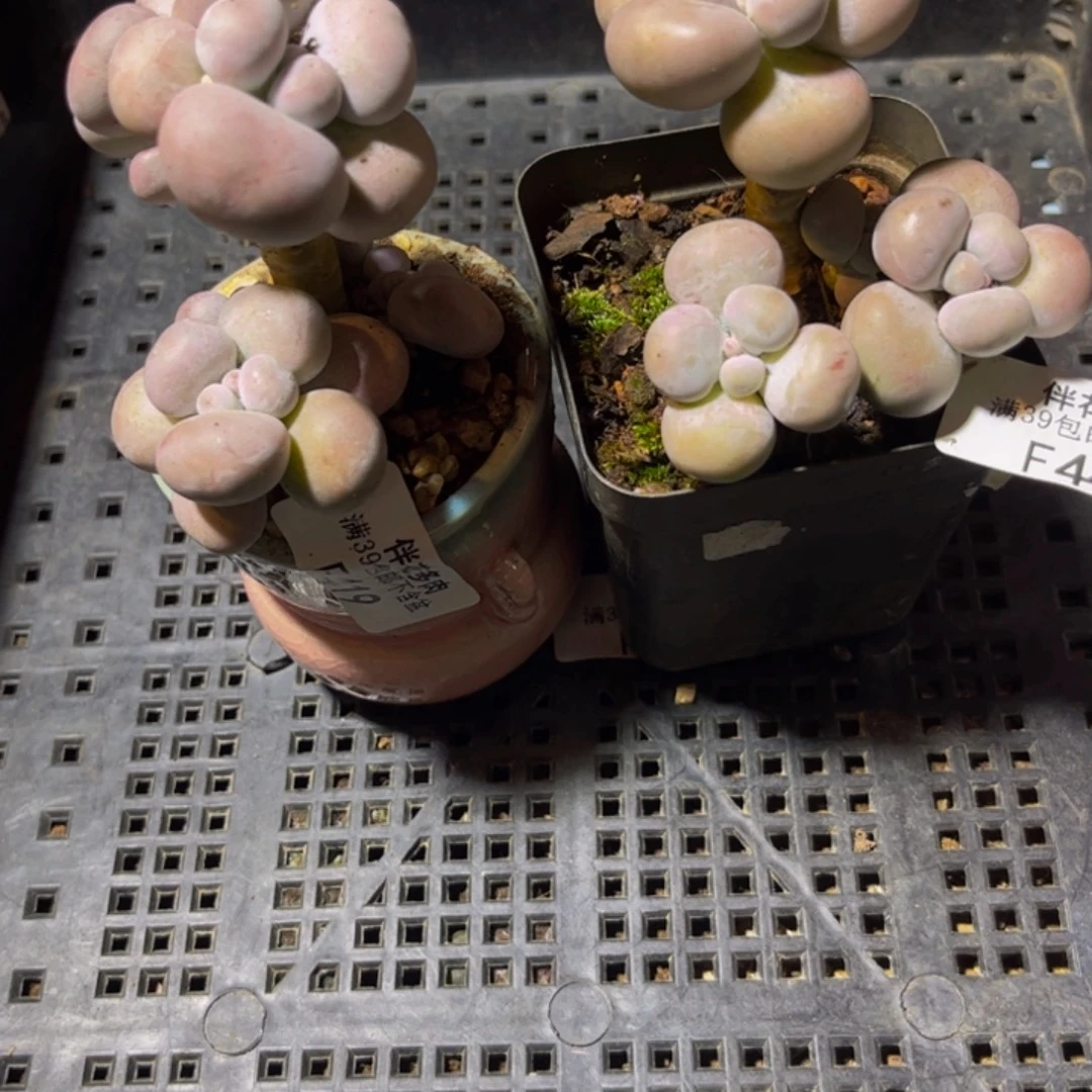 喜***桑芭比奶酪444/6cm2颗