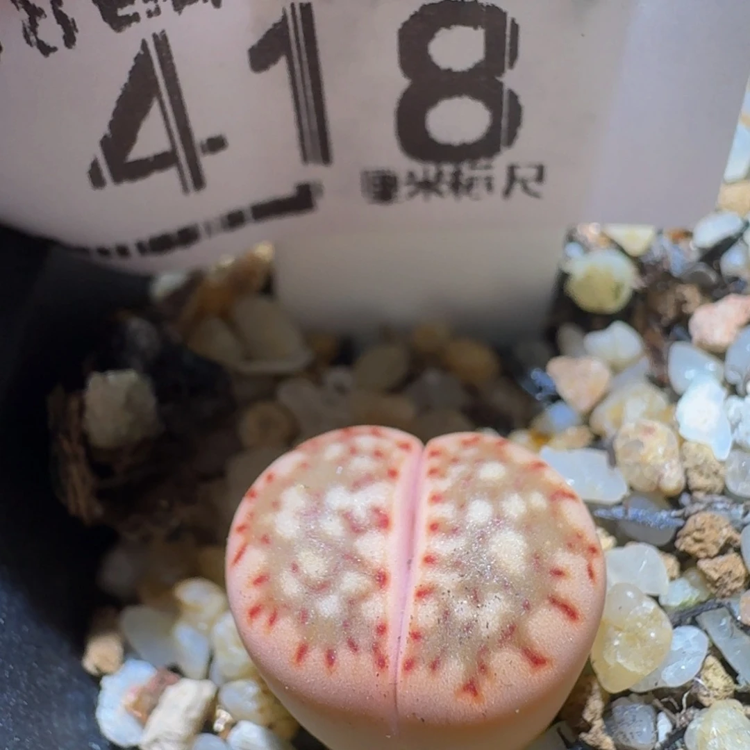 Ssss精品生石花418锦