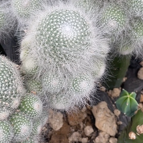 龙神木苗接雪原玉翁大群8-10厘米