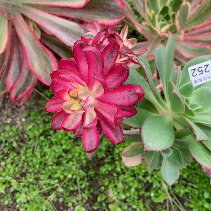 252烈焰嫁接有砍多肉1234567