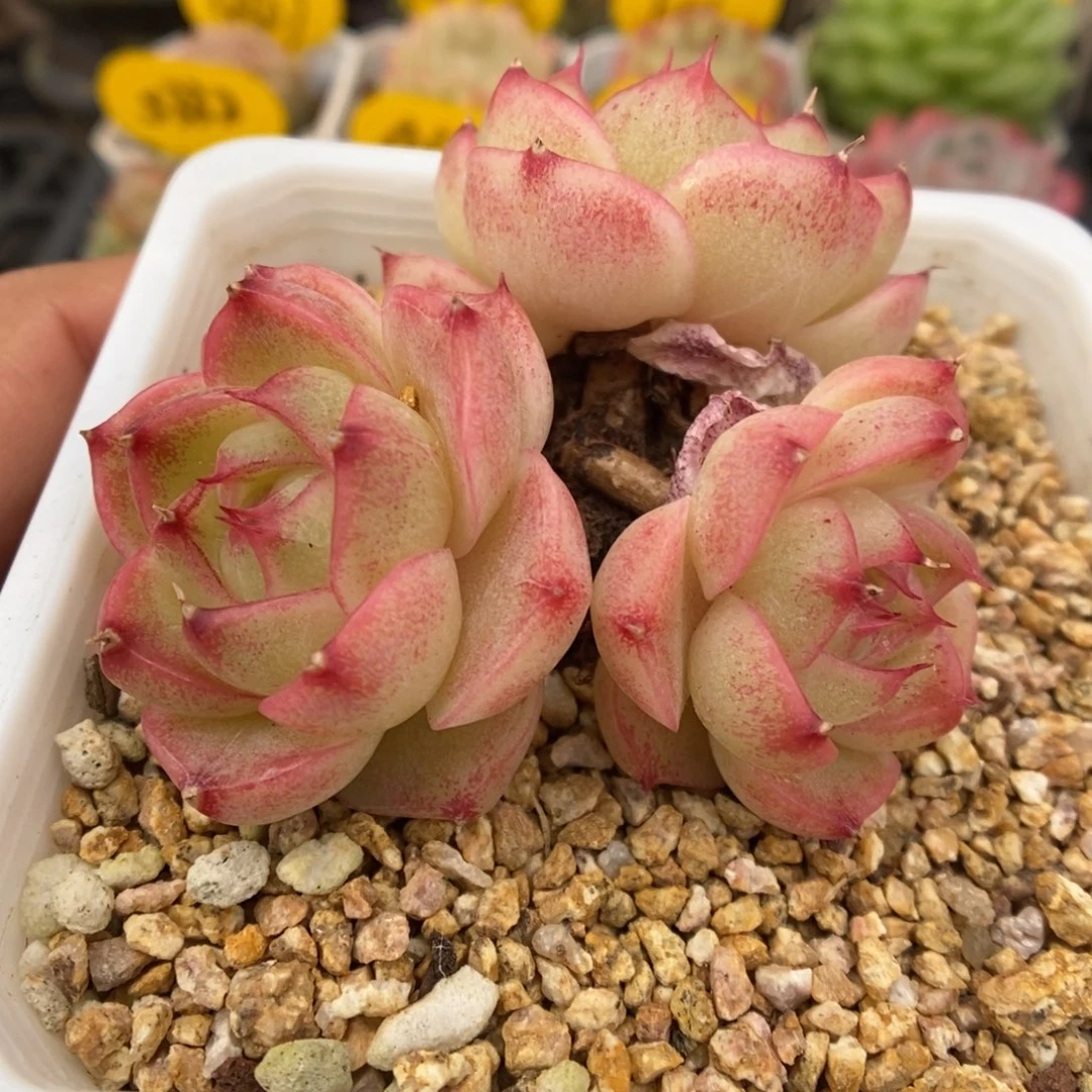 水晶小笼包麦秆4540号