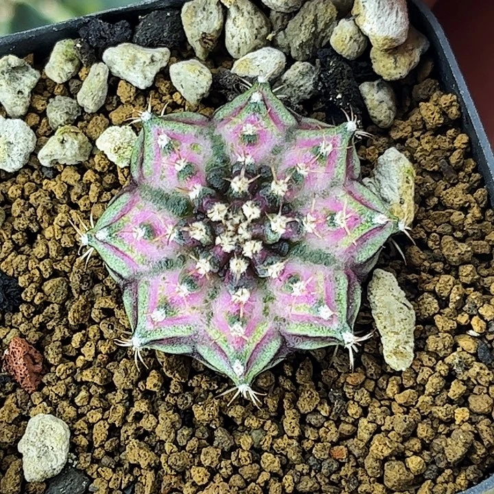 粉色海神一物一拍02