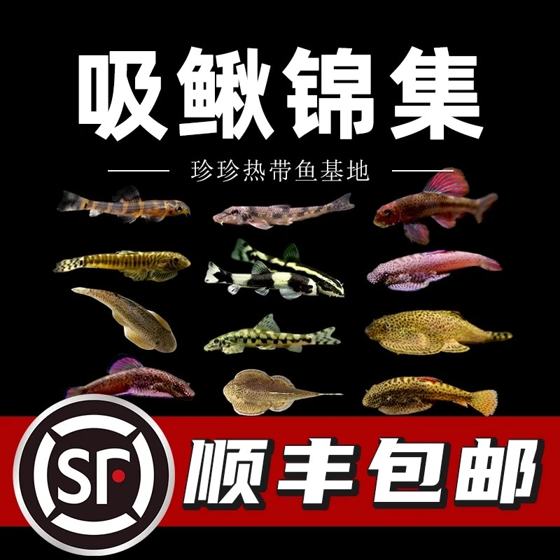 贵州爬岩鳅冷水清道夫不加温鱼缸清洁工具观赏鱼双吸盘吸鳅琵琶鱼