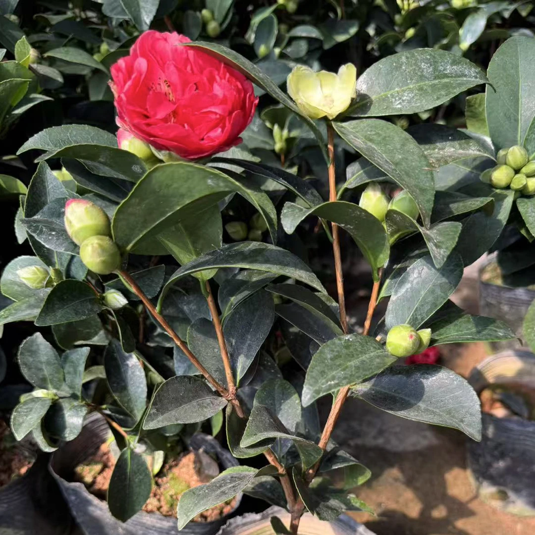 四季山茶花（红色）
