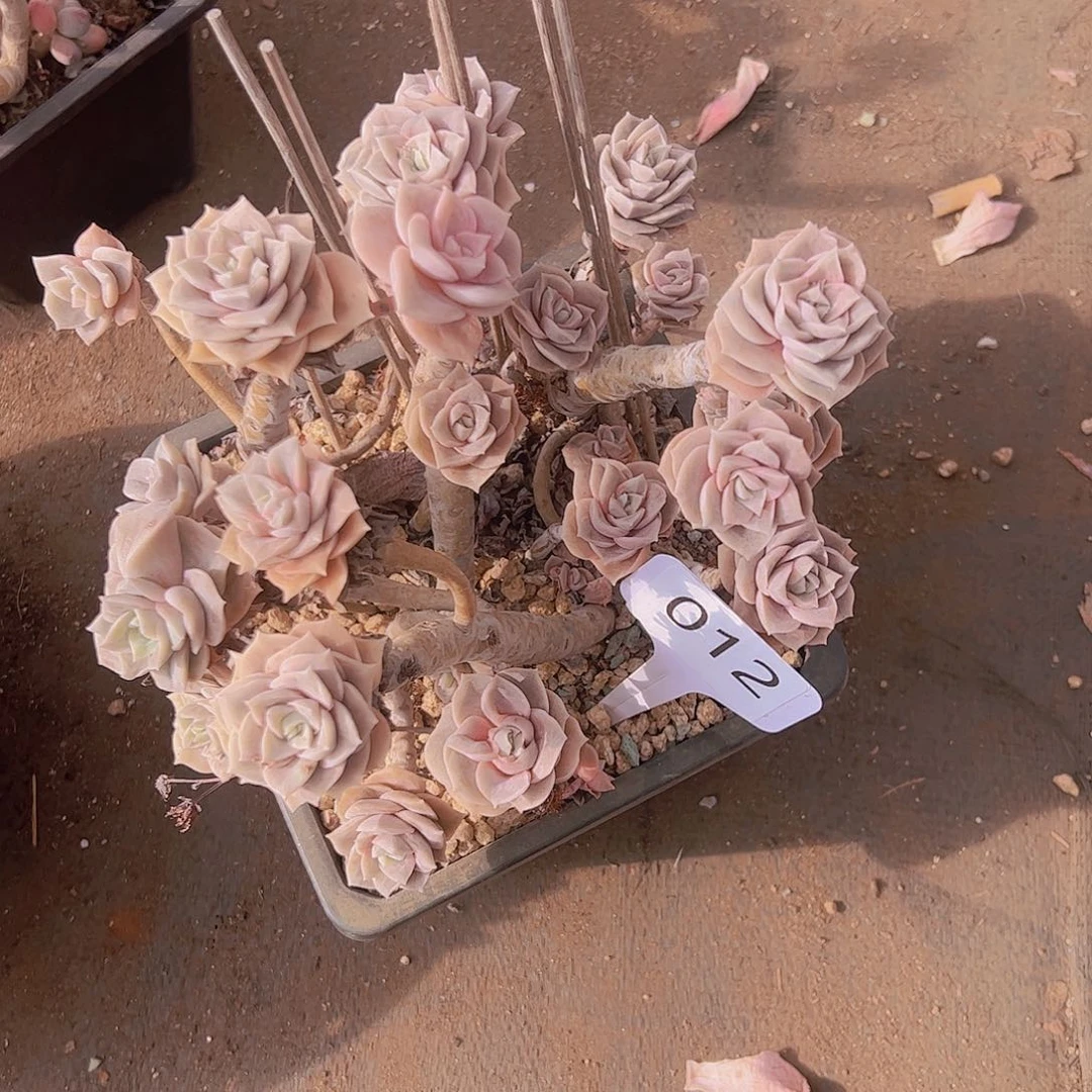 r***i012可爱玫瑰20不售后