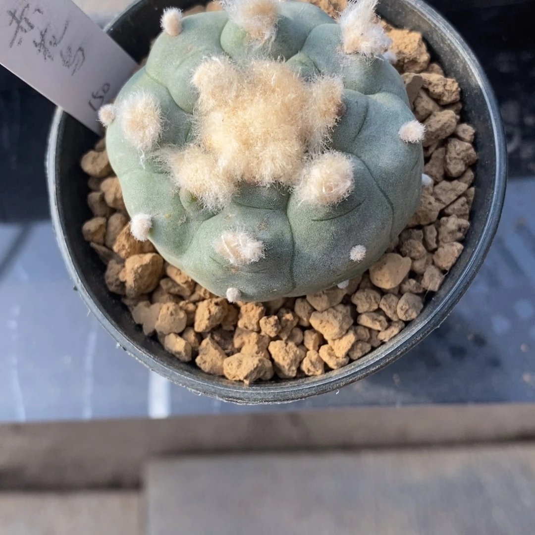 L****r赤花乌无刺仙人球开花