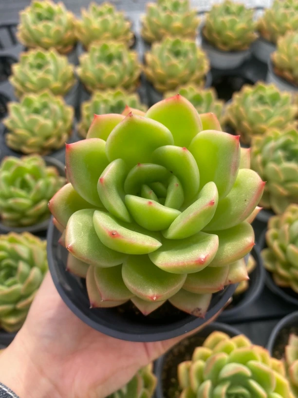 【一颗包邮】9厘米盆黄金叶多肉精控老桩群生多肉精品绿植新手