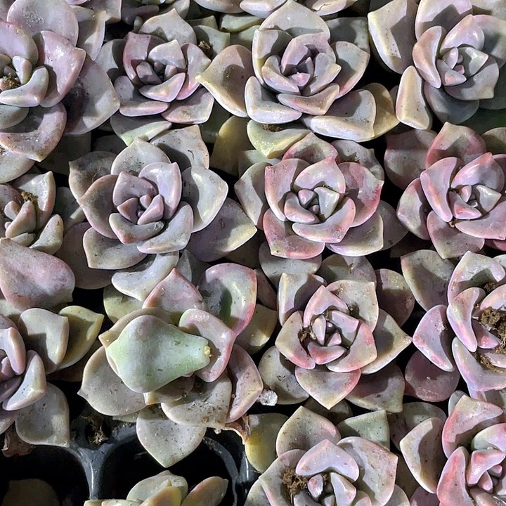 小紫乐1元带土发