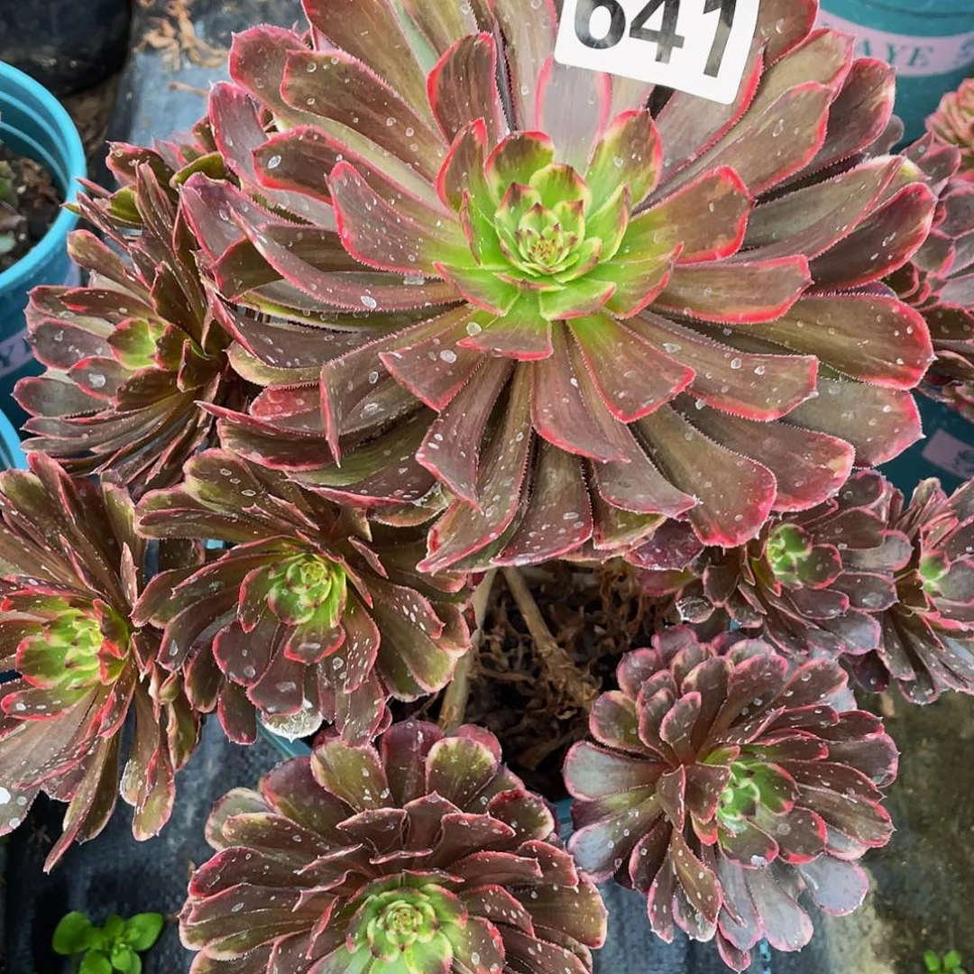 香***茗多肉法师641号白月光变异发货不包损