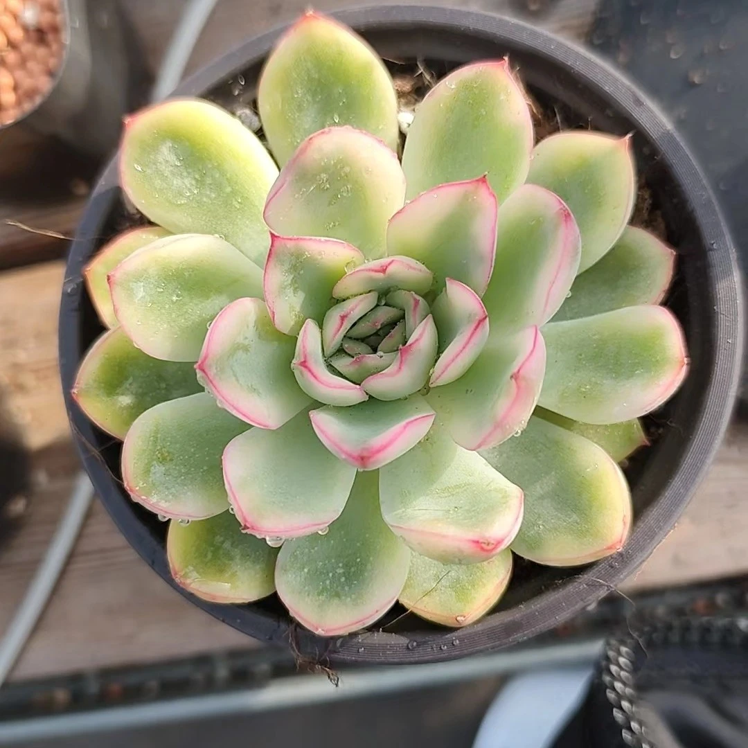 荷花锦多肉植物多肉