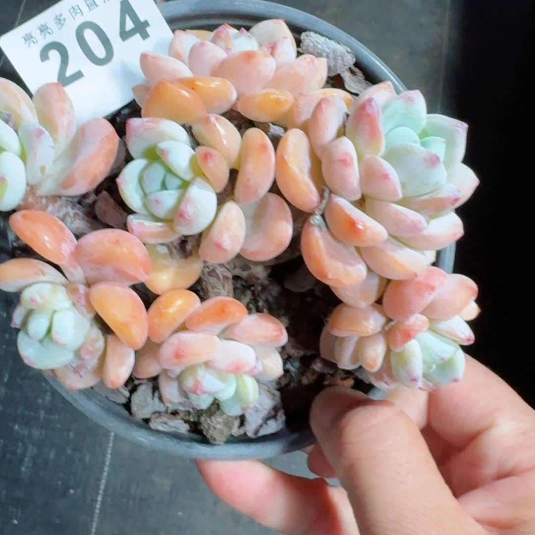冷香            精美多肉植物
