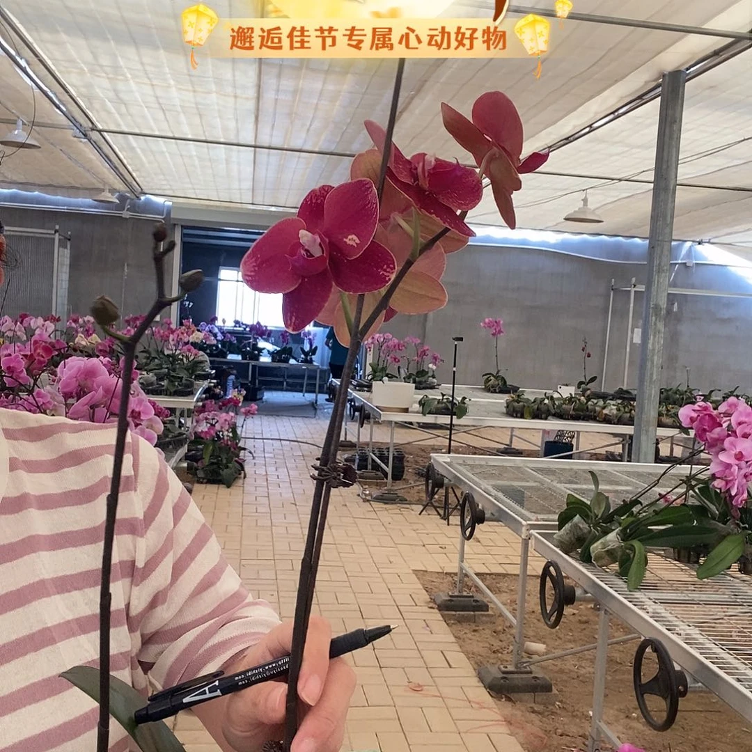完全开放突尼斯2剑546
