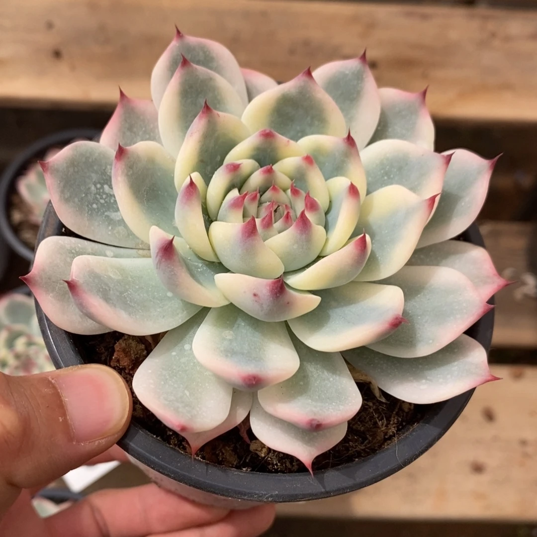 吉娃娃锦多肉植物6921