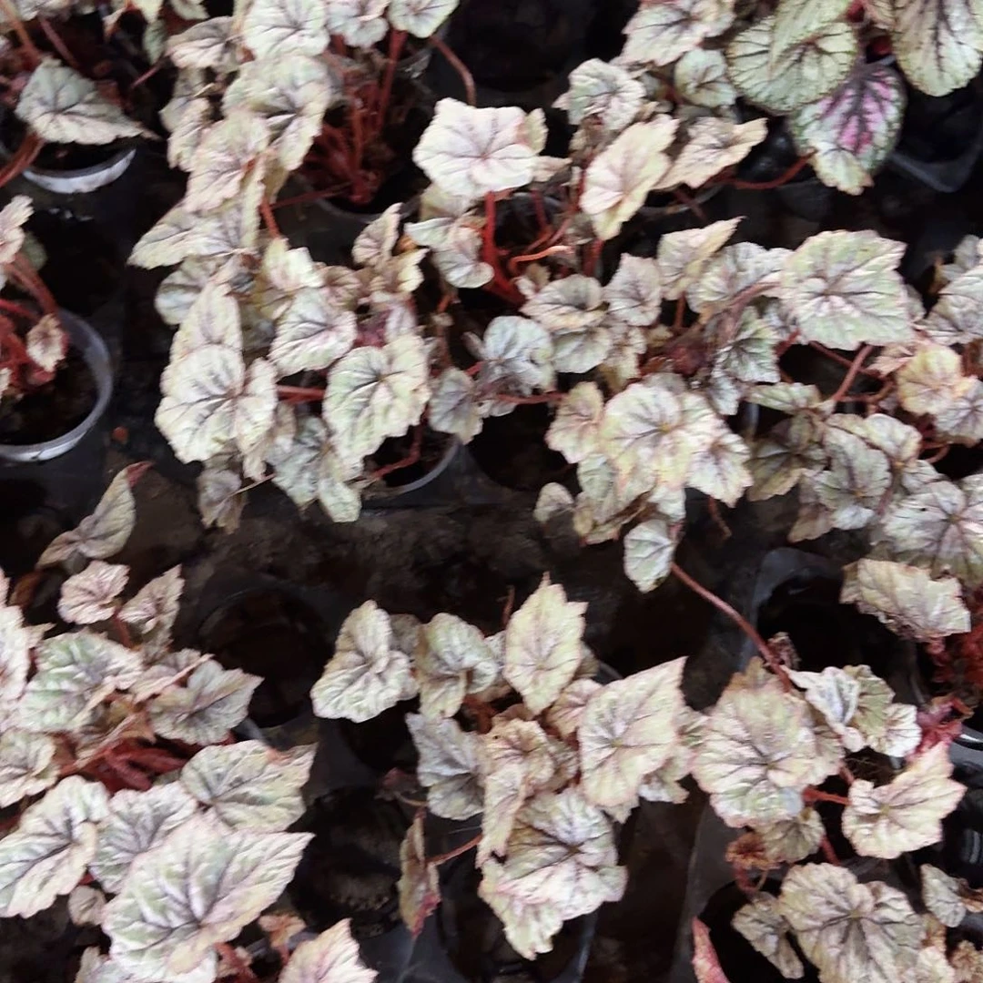 完全开放福利秋海棠露珠一颗无售后