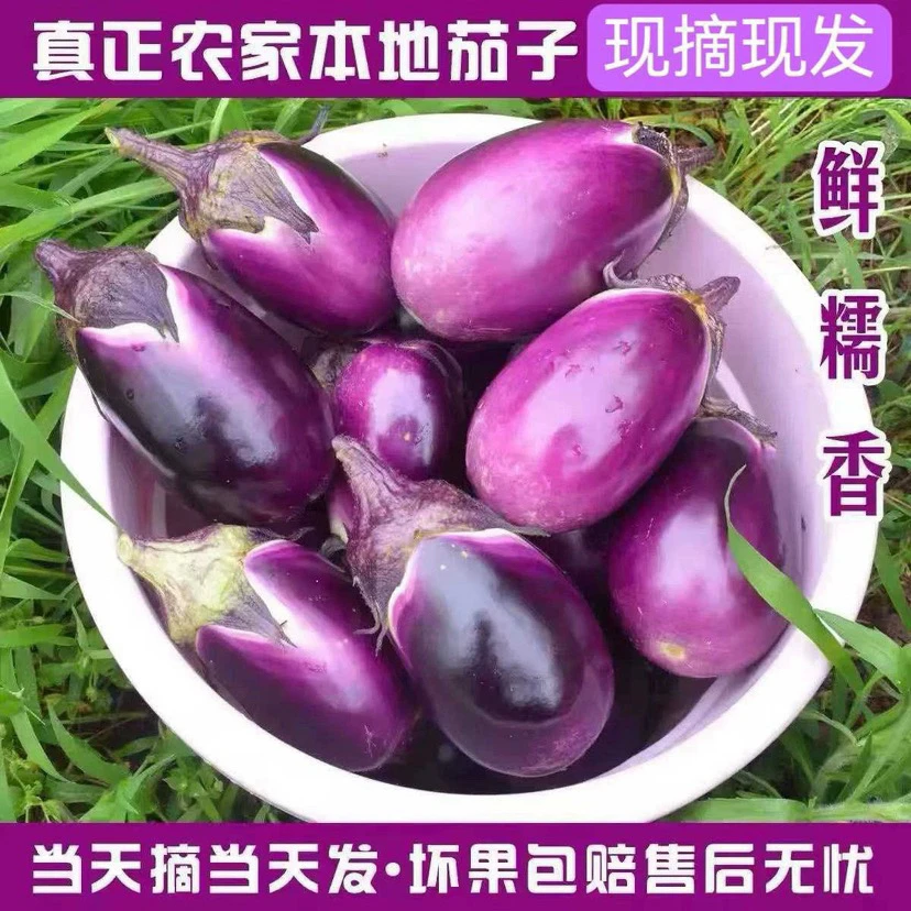 本地茄子新鲜紫色圆茄子现摘农家种植茄子应季蔬菜