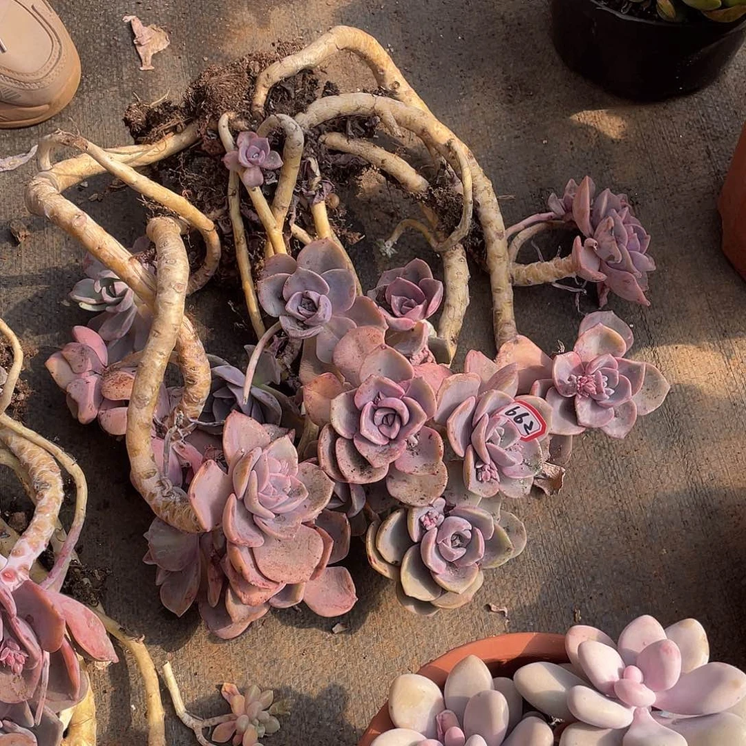 662彩虹糖 一物一拍多肉