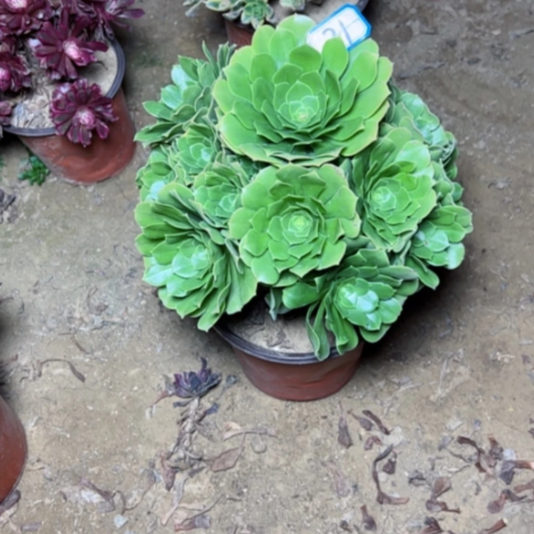 【闪购商品】我**儿多肉植物绿杨荣21