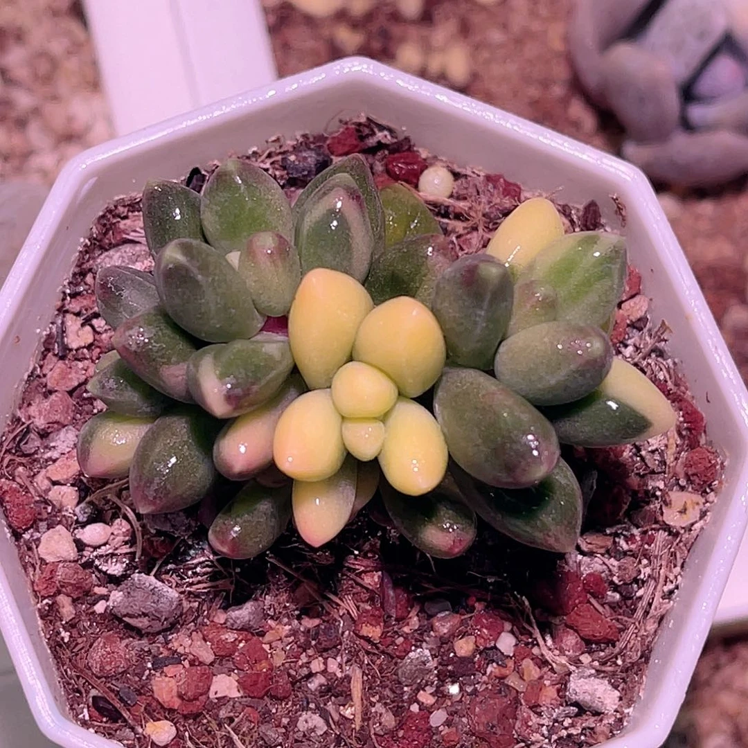 尚品园艺福利锦7872