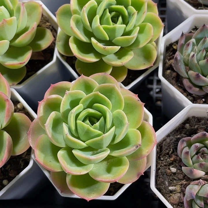 八角盆哈密瓜带盆土发