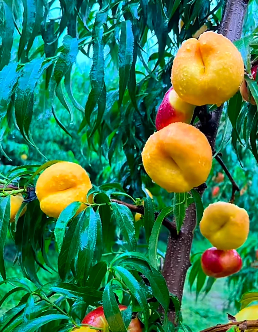 苏油蟠2号 6月底成熟