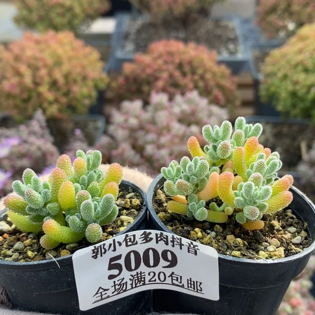 绯*优选冰晶5009枝干番杏