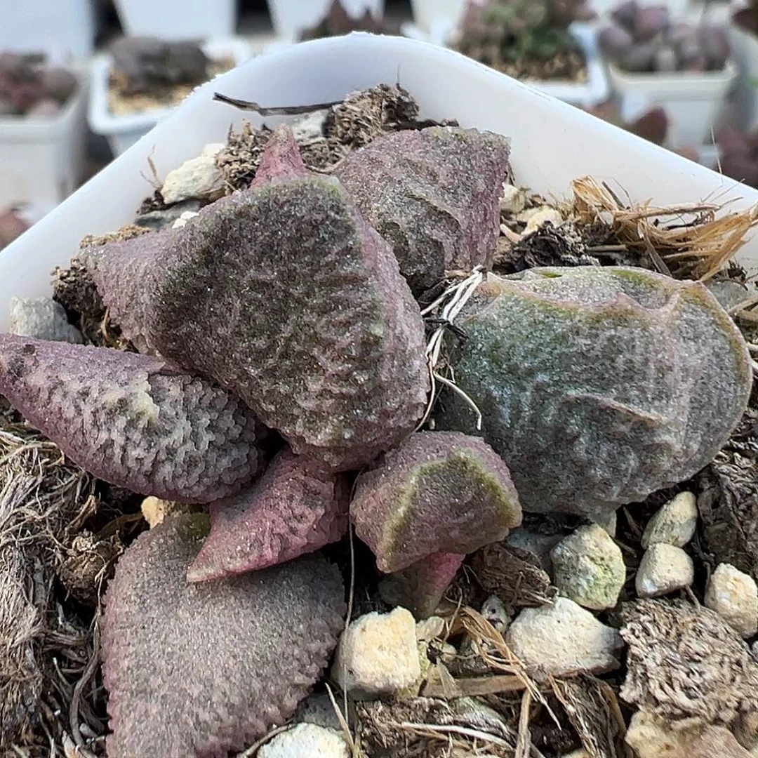 实生新品多肉水泡植物